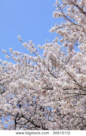 Ciliegio (sakura) Blossom