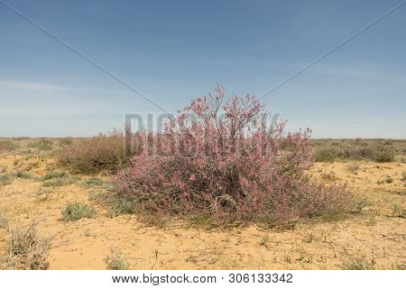 West Kazakhstan. Flowering Beautiful Trees Of Saxaul
