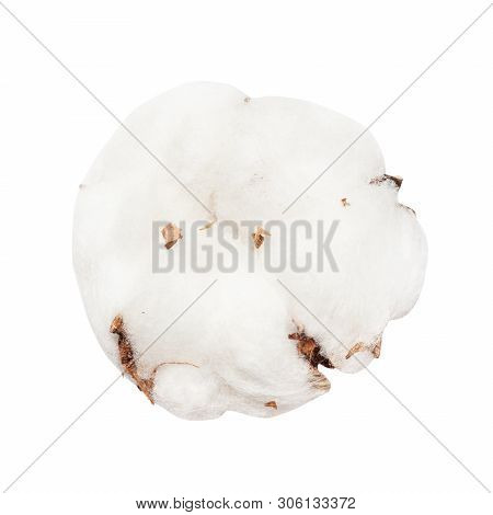 Dried Ripe Boll Of Cotton Plant With Cottonwool Isolated On White Background