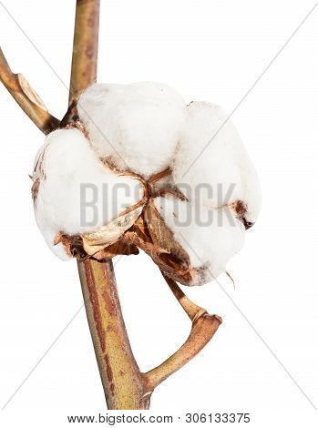 Dried Ripe Boll Of Cotton Plant With Cottonwool On Twig Isolated On White Background