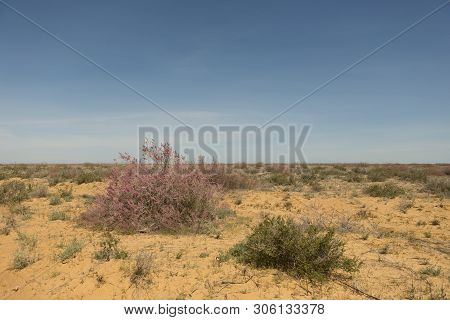 West Kazakhstan. Flowering Beautiful Trees Of Saxaul