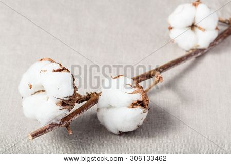 Natural Dried Twig Of Cotton Plant With Cottonwool On Cotton Fabric Background