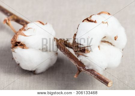 Two Bolls With Cottonwool Close Up On Natural Dried Branch Of Cotton Plant On Cotton Fabric Backgrou