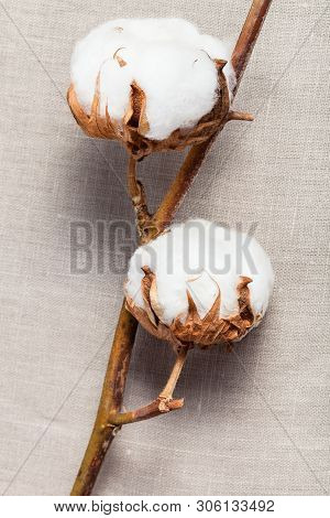 Natural Dried Twig Of Cotton Plant On Cotton Fabric Background