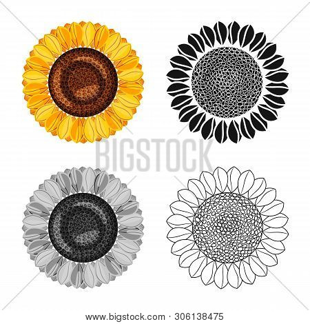 Vector Illustration Of Sunflower And Sunshine Symbol. Collection Of Sunflower And Heat Stock Vector 