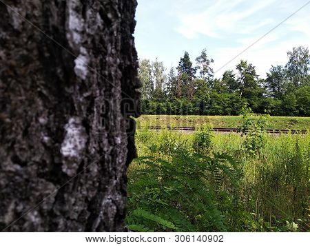 Railway In The Woods. View From Birch. Spying On A Passing Train. Natural Greenery Outside The City,