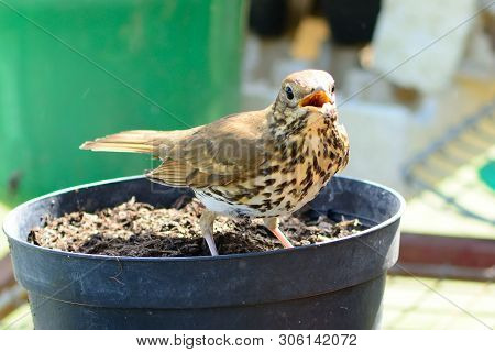 Portrait Of A Song Thrush (turdus Philomelos) Perching On A Plant Pot Inside A Greenhouse