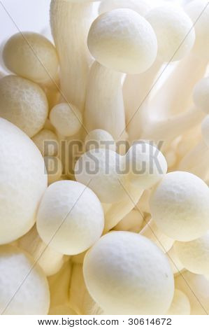 Hvid bøg champignon (hvid Shimeji) Hypsizygus Marmoreus