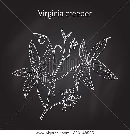 Virginia Creeper Indigofera Tinctoria , Or Five-leaved Ivy, Five-finger, Ornamental And Medicinal Pl