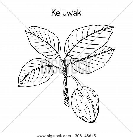 Keluwak Pangium Edule Eatable Plant. Hand Drawn Botanical Vector Illustration