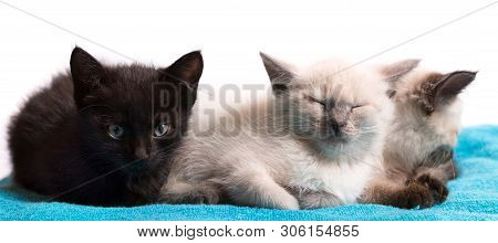 Three Little Kittens On A Blue Plaid, Black And White Thai