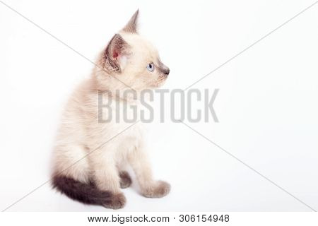 Thai Kitten With Blue Eyes Sits And Looks Left, White Background.