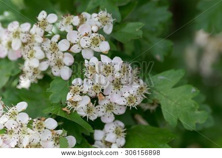 Flowers Of A Common Hawthorn, Crataegus Monogyna .