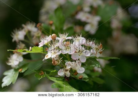 Flowers Of A Common Hawthorn, Crataegus Monogyna .