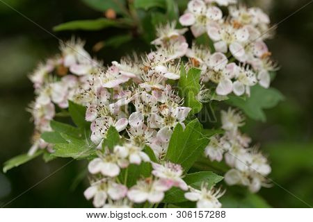 Flowers Of A Common Hawthorn, Crataegus Monogyna .