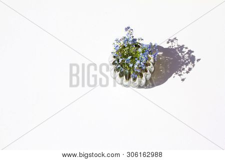 Forgotmenot In A Glass Vase With Water On White Background Sunlight And Beautiful Shadows Top View F