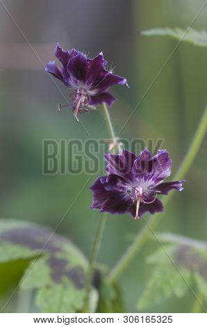 Garden Geranium( Geranium Phaeum) Flowers Close Up