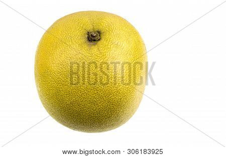 The Pomelo Fruit, Citrus Maxima, Is The Largest Citrus (15-25cm In Diameter) Fruit Of The Rutaceae F