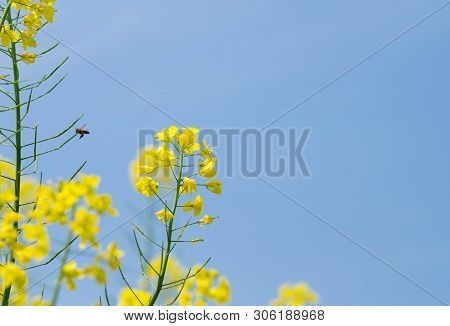 A Bee Flying Over A Yellow Flower, Close-up On The Bee.  Focus On The Bee.