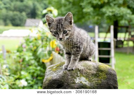Young Grey Kitten Climping In Garden At Summertime
