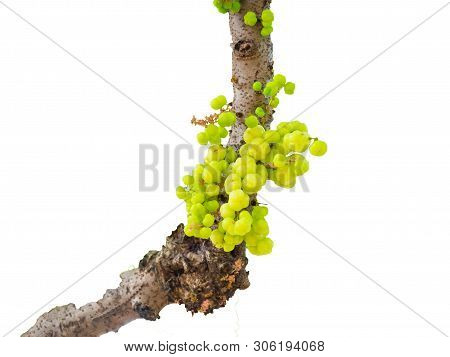 Star Gooseberry On Tree. Fruit And Vegatable Thailand Fruit,dicut