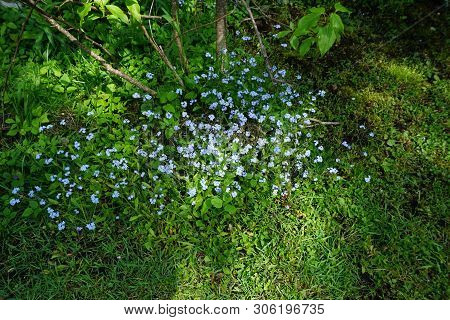True Forget-me-nots (myosotis Scorpioides) Bloom In Harbor Springs, Michigan, During May.