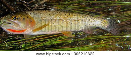Sparkling Cutthroat Trout Caught On Dry Fly Lies On Grassy Streamside Bank