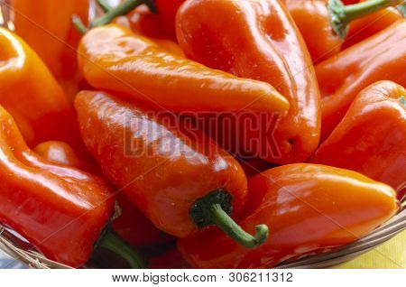 Long Red Peppers From Carmagnola Tourin Italy