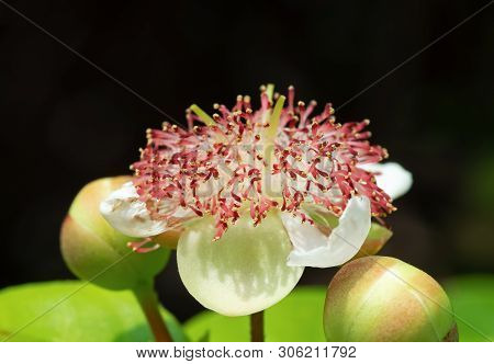 Closeup Tetracera Indica Flower With Buds Isolated On Black Background, Selective Focus