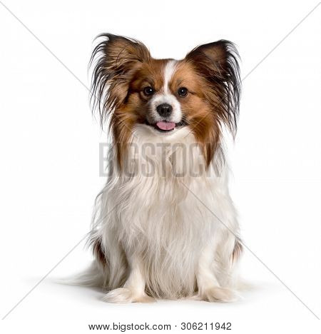 Phalene sitting against white background