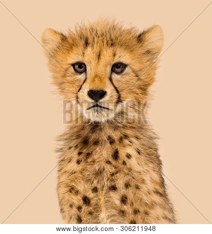 Close-up on a three months old cheetah cubs against a colored background