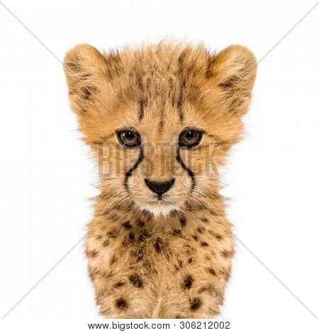 Close-up on a facing three months old cheetah cubs, isolated on white