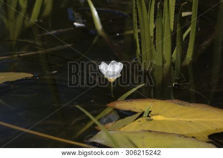 Flower Of A Water Soldiers, Statiotes Aloides
