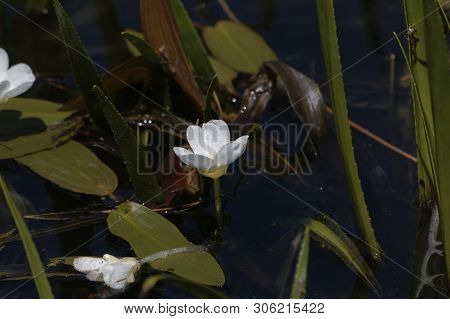 Flower Of A Water Soldiers, Statiotes Aloides