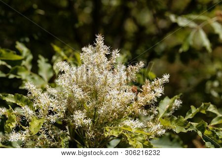 Flowers Of A Manna Ash, Fraxinus Ornus.