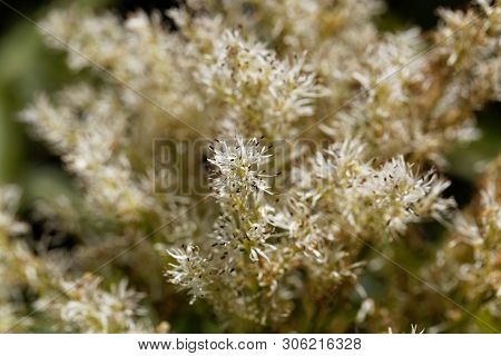 Flowers Of A Manna Ash, Fraxinus Ornus.