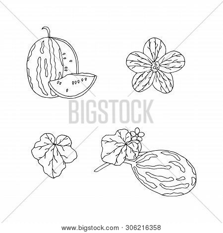 Hand Drawn Vector Watermelon Collection. Natural Sketch Watermelon Set.