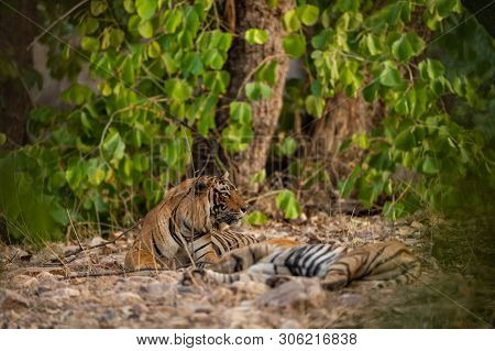 A Mating Pair Of Tigers Resting After Rounds Of Mating Between These Two Tigers At Ranthambore Natio