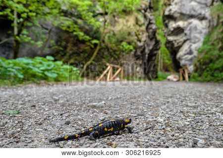 Fire Salamander In Gaderska Valley, Slovakia