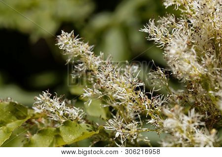 Flowers Of A Manna Ash, Fraxinus Ornus.