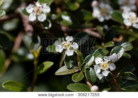 Flower Of A Bearberry Cotoneaster, Cotoneaster Dammeri,.