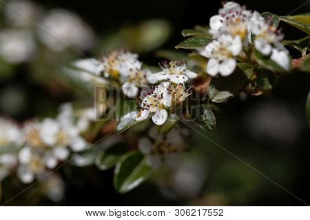 Flower Of A Bearberry Cotoneaster, Cotoneaster Dammeri,.