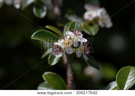 Flower Of A Bearberry Cotoneaster, Cotoneaster Dammeri,.