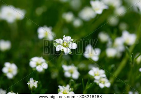Flower Of A Heath Pearlwort, Sagina Subulata.