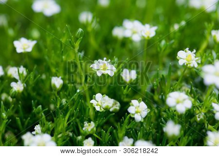 Flower Of A Heath Pearlwort, Sagina Subulata.