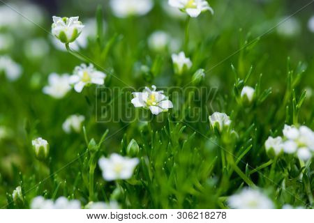 Flower Of A Heath Pearlwort, Sagina Subulata.