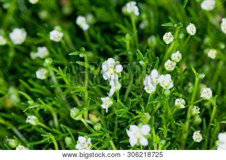 Flower Of A Heath Pearlwort, Sagina Subulata.