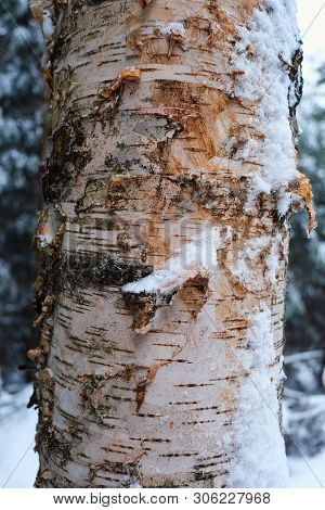 Birch Tree Bark Close-up In Winter Forest In The Carpathian Mountains, Ukriane