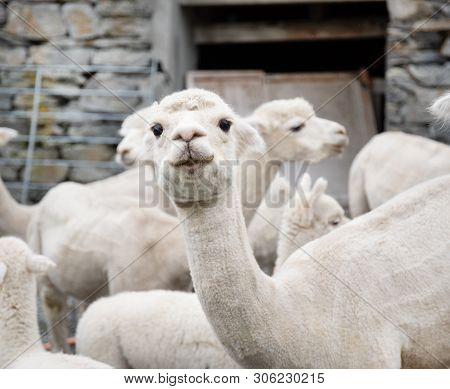 White Alpaca Lamb