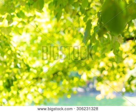 Green Leaves And Sunlight Background, Summer Sun Lights On A Green Branches, Greenery Background In 